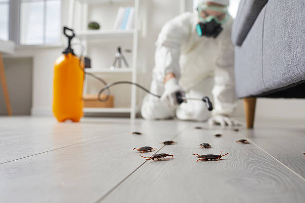 Commercial Rodent Management in New Albany